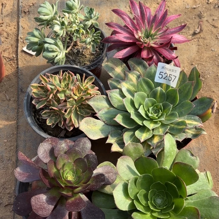 6颗多肉法师5257