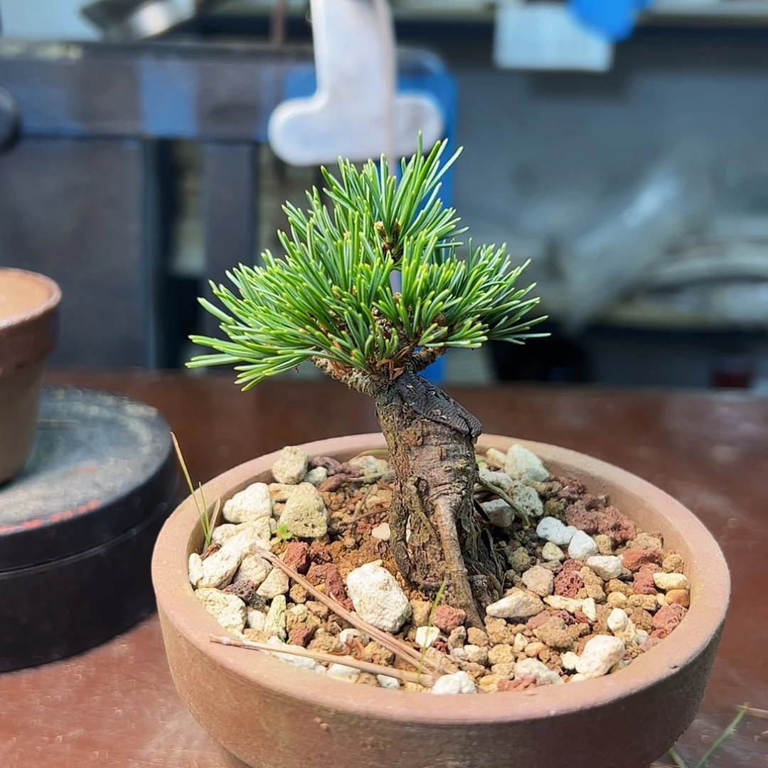 无花朵啦啦啦啦啦啦啦