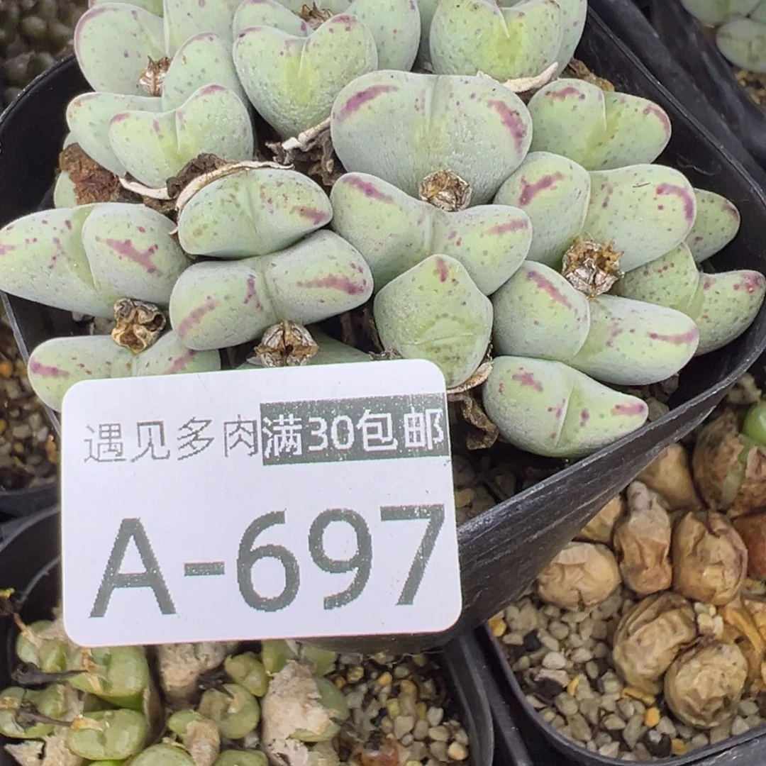 多肉植物111111111111