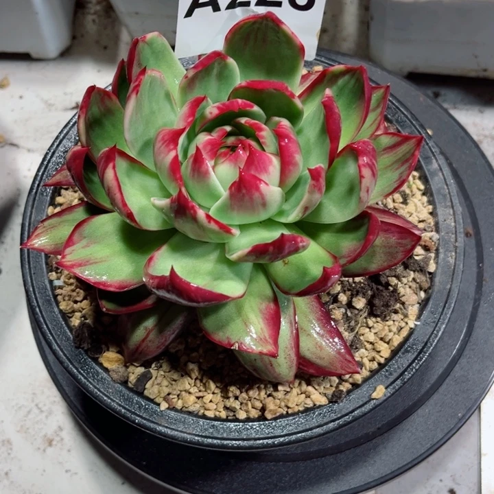 @***心惊鸿仙子多肉植物A228