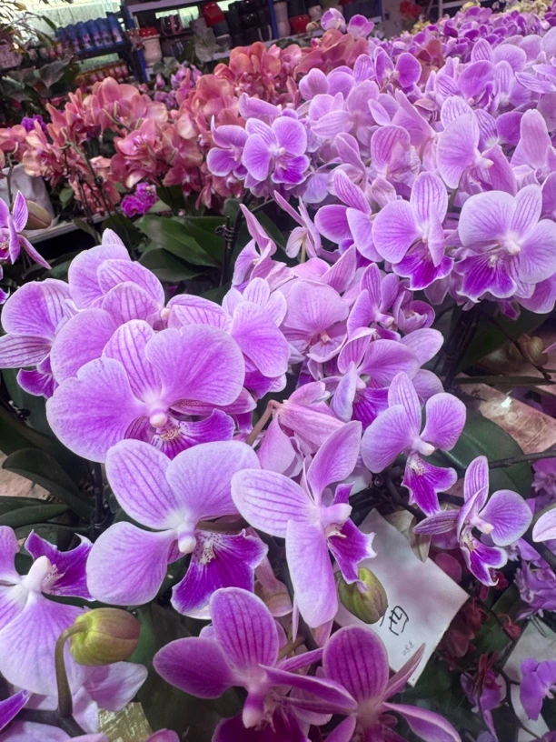 露西蝴蝶兰，带瑕疵