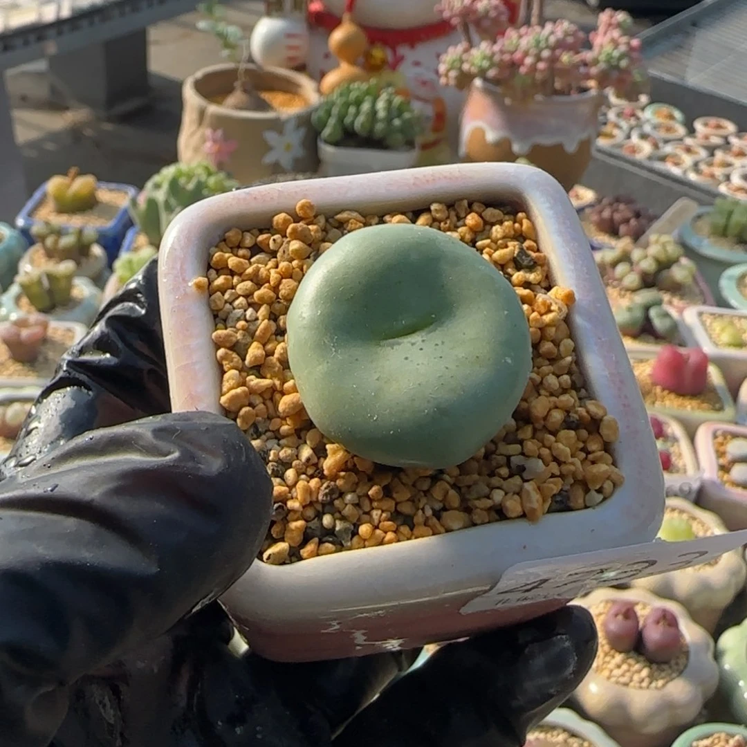 4733--一物一拍 带盆