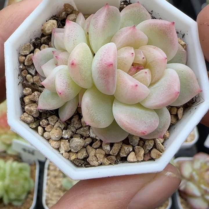 701号隐藏财富晗雨多肉