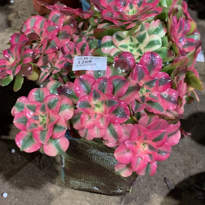 1268香妃多肉植物特价
