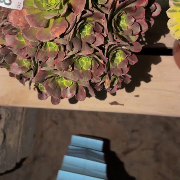 854多肉植物不售后