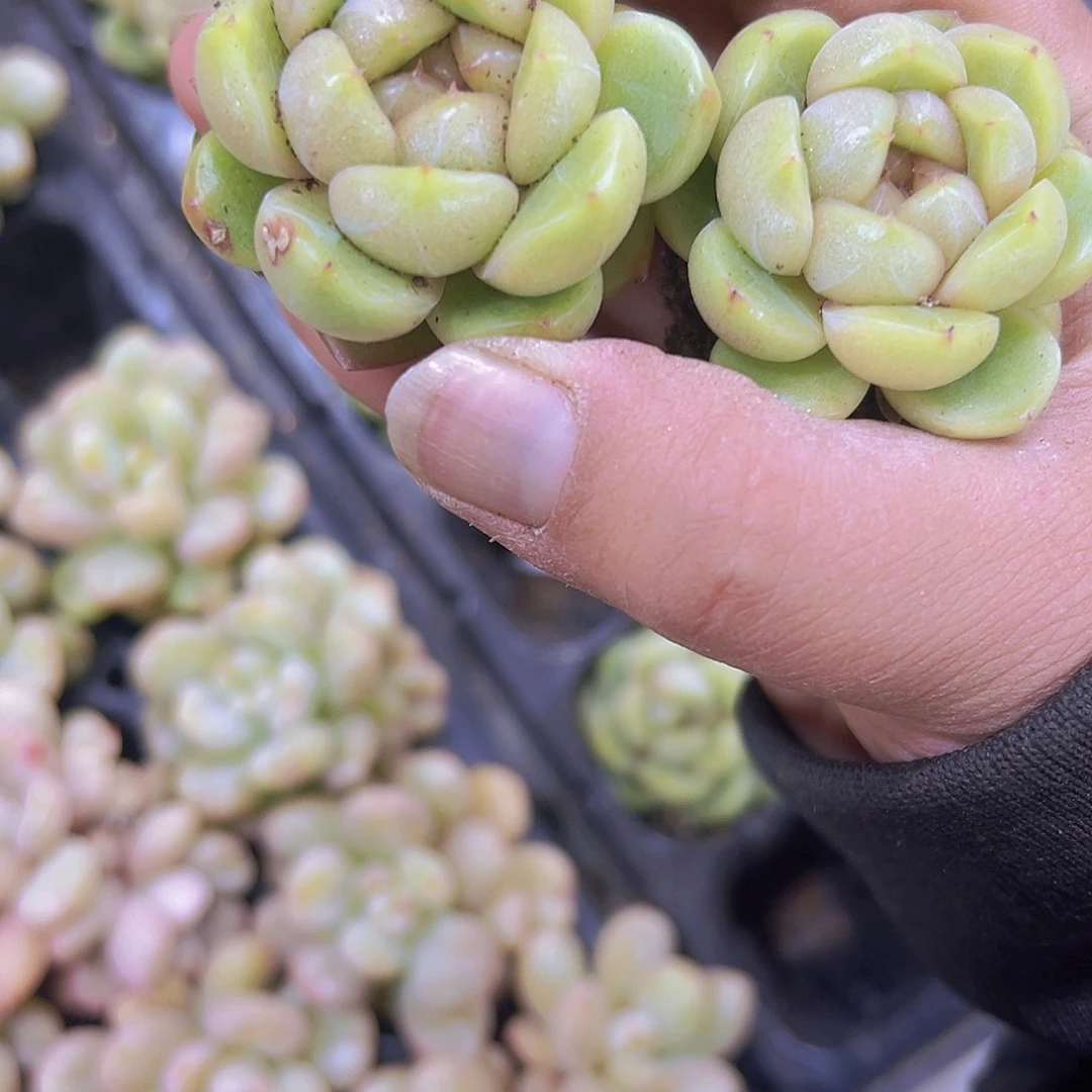 蓝水鬼2个19包邮