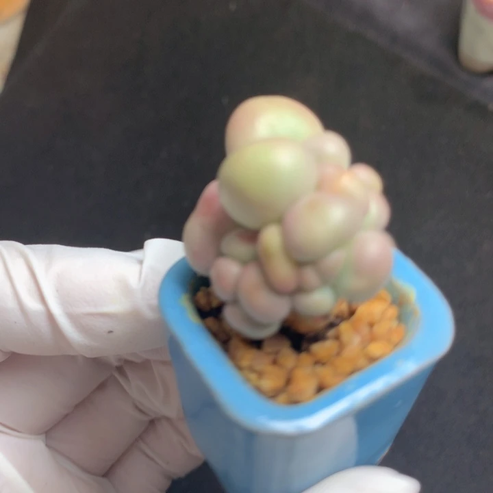 库福奶酪 状态可以 木质粗桩 脑袋多多