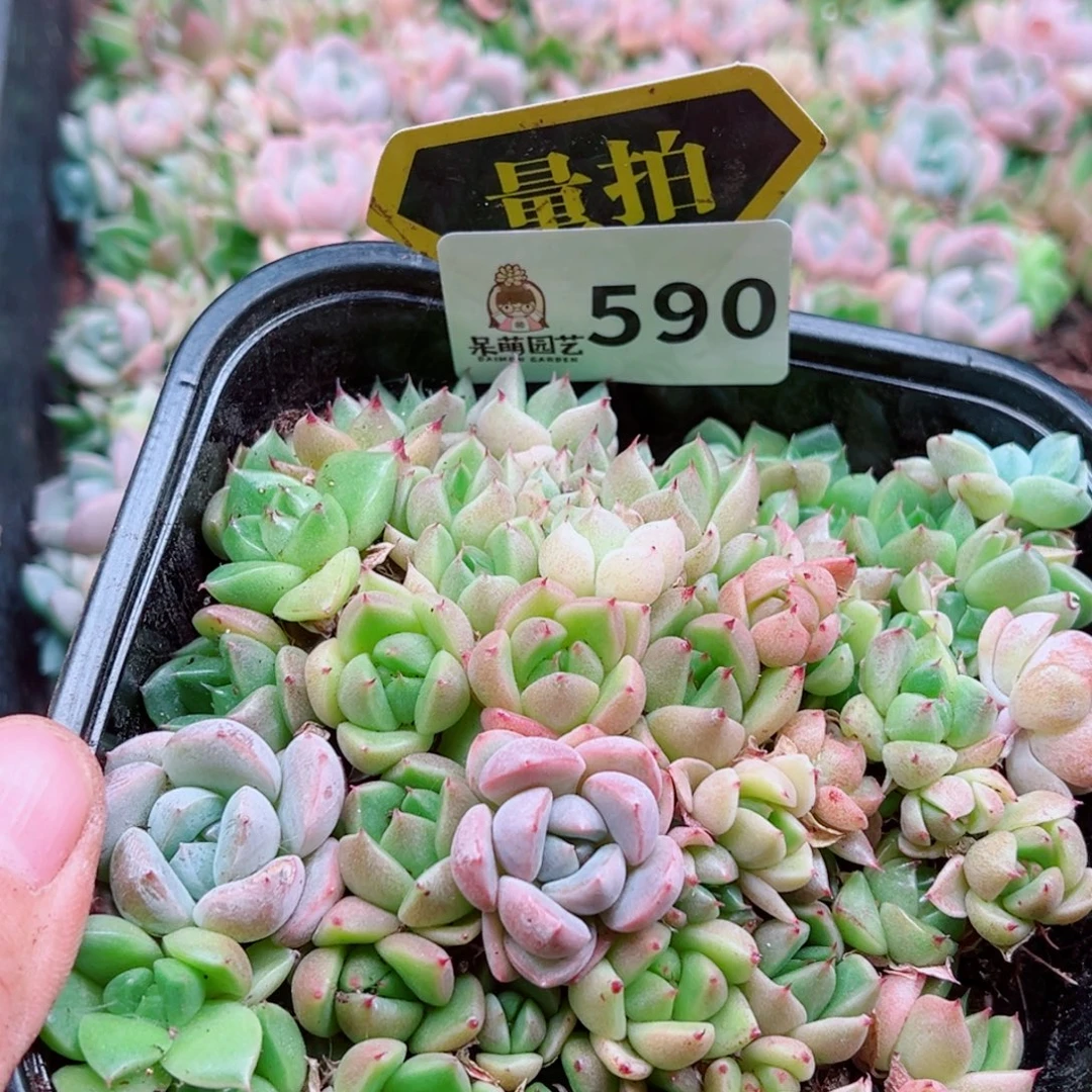 多肉植物多肉植物