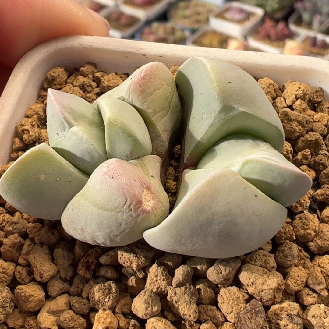 536多肉植物百科