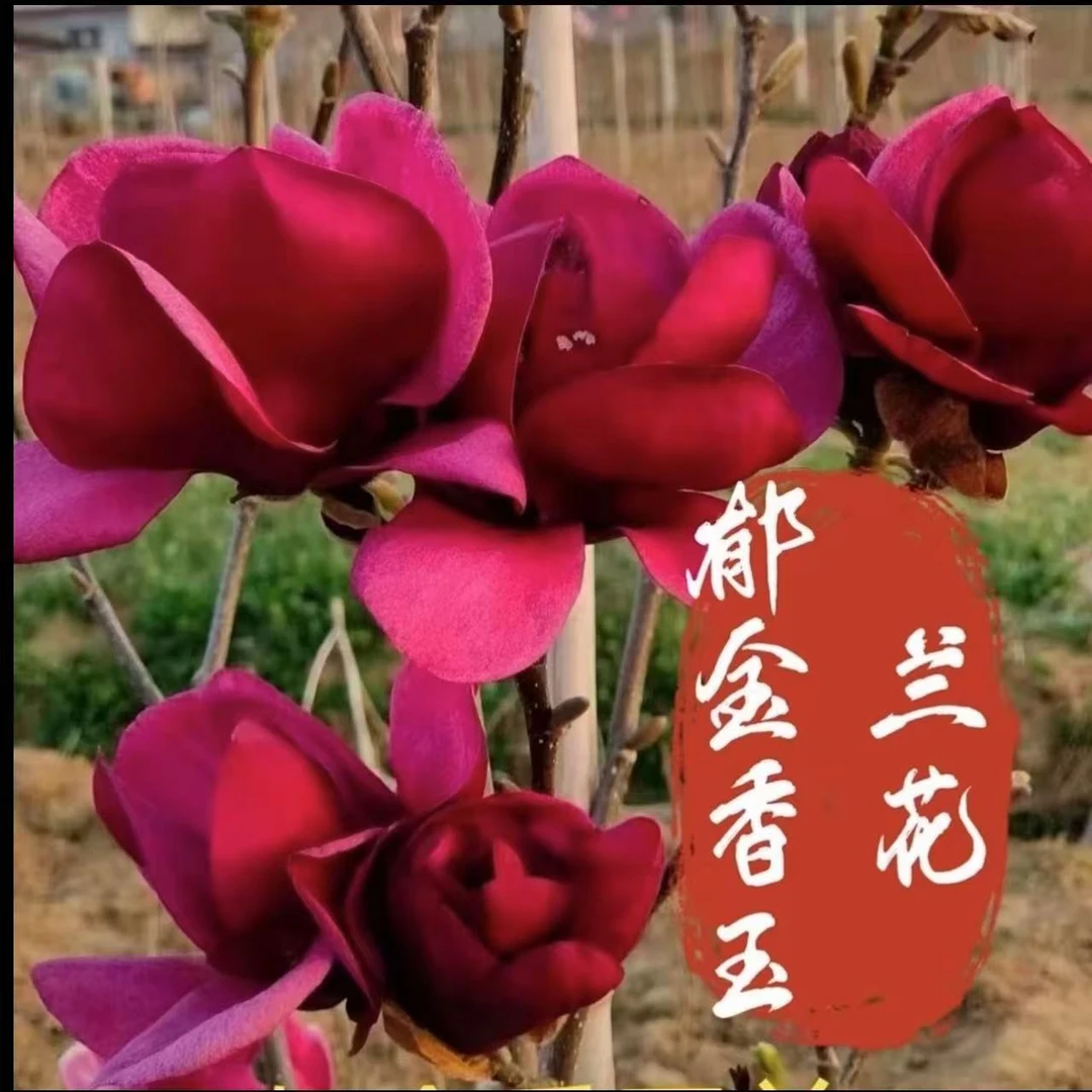新品种郁金香新品种三季开花花期长抗严寒耐高温适合庭院种植