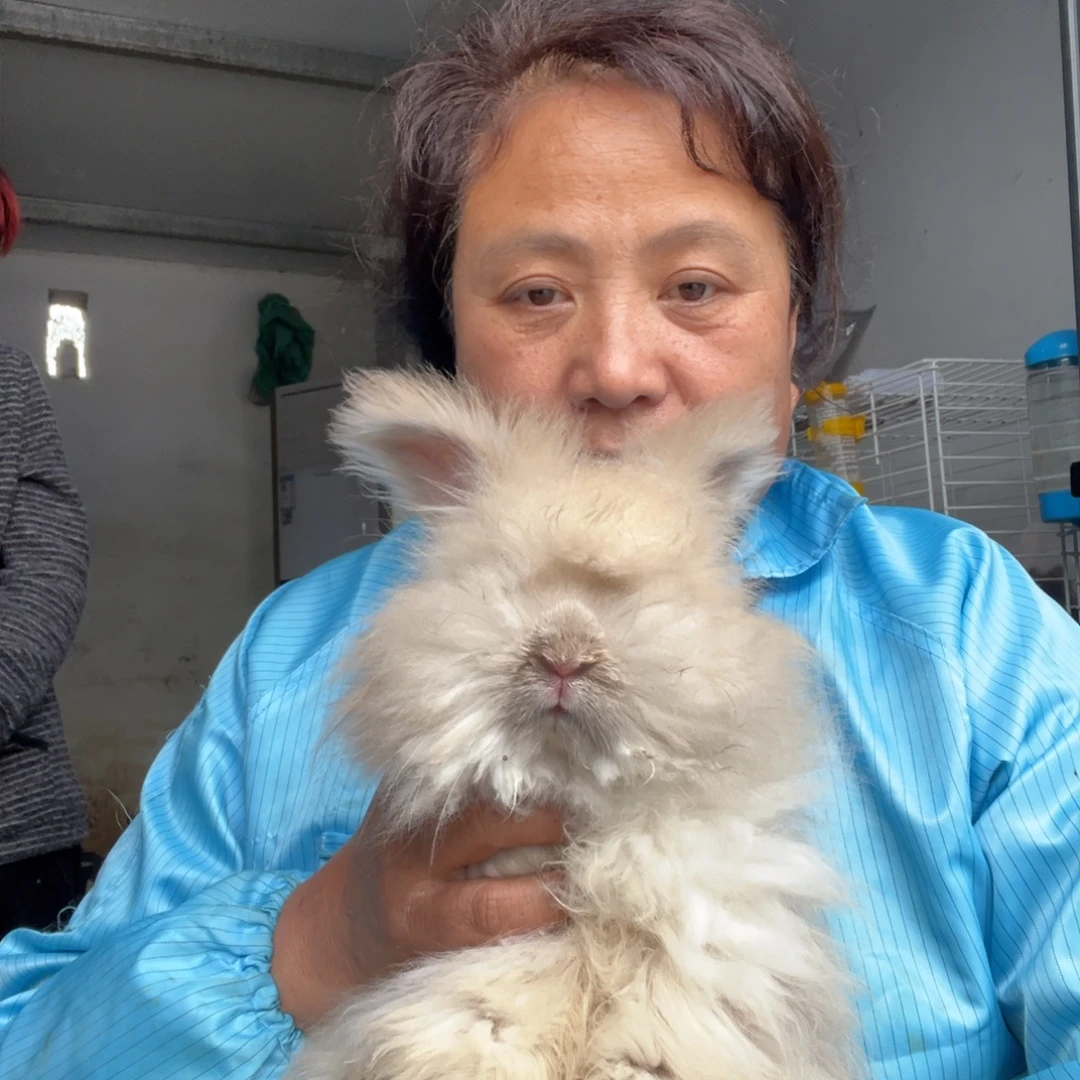 英系安哥拉宠物兔