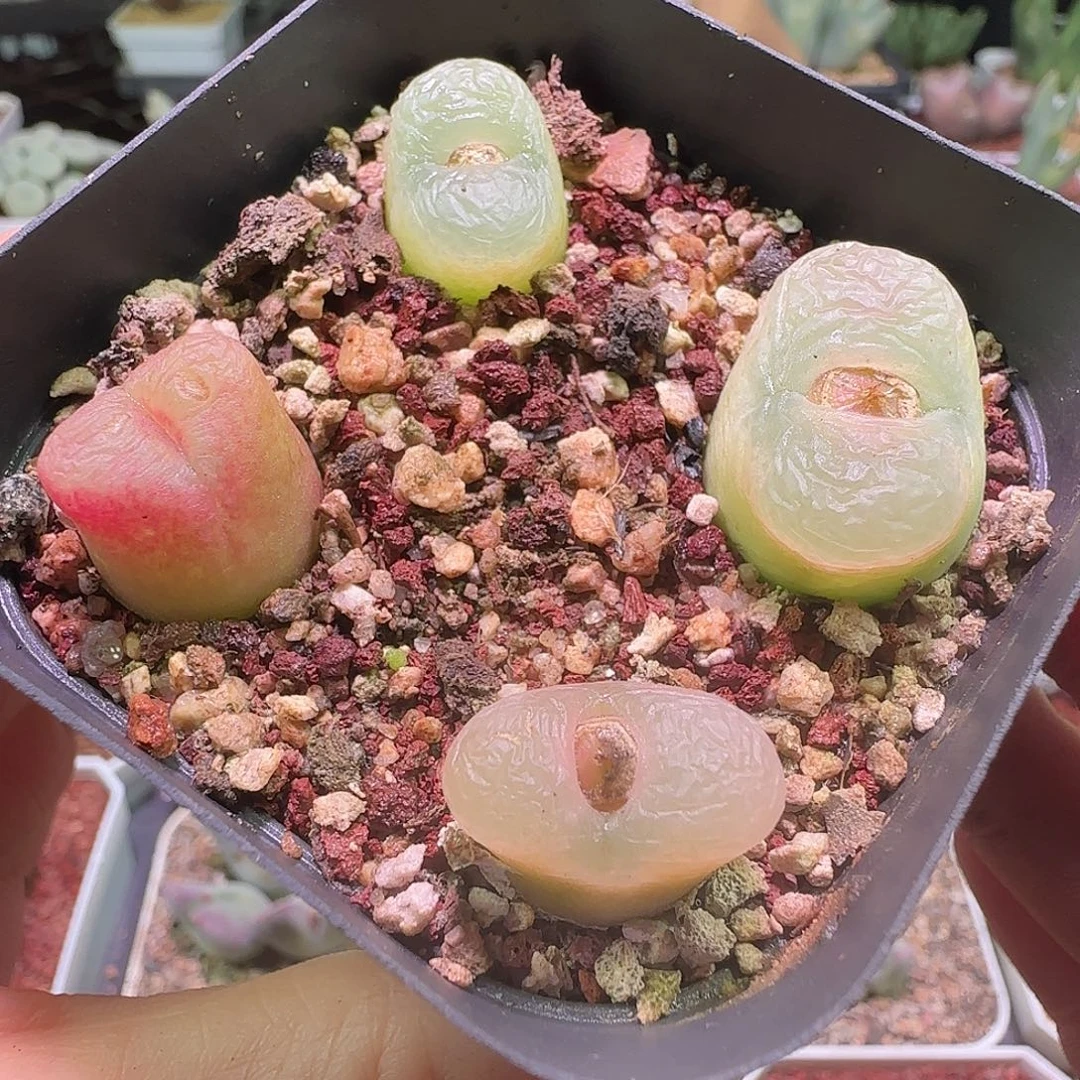 毛杂。              731