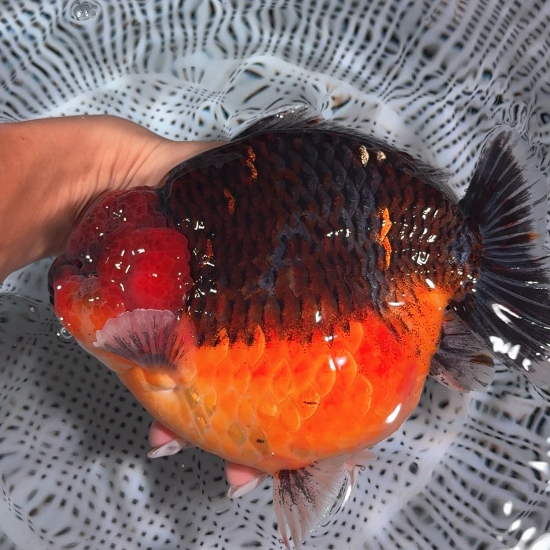 金鱼类不分公母17