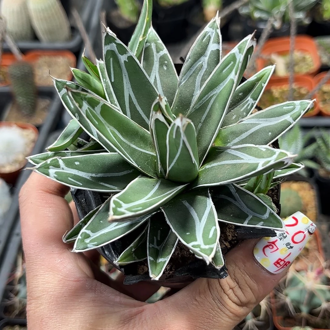 笹之雪单头发货有根发货