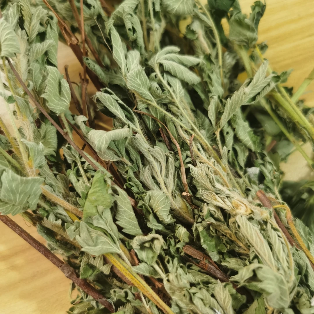 【仙鹤草】秦岭野生仙鹤草龙芽草脱口草路边黄毛将君刀口草