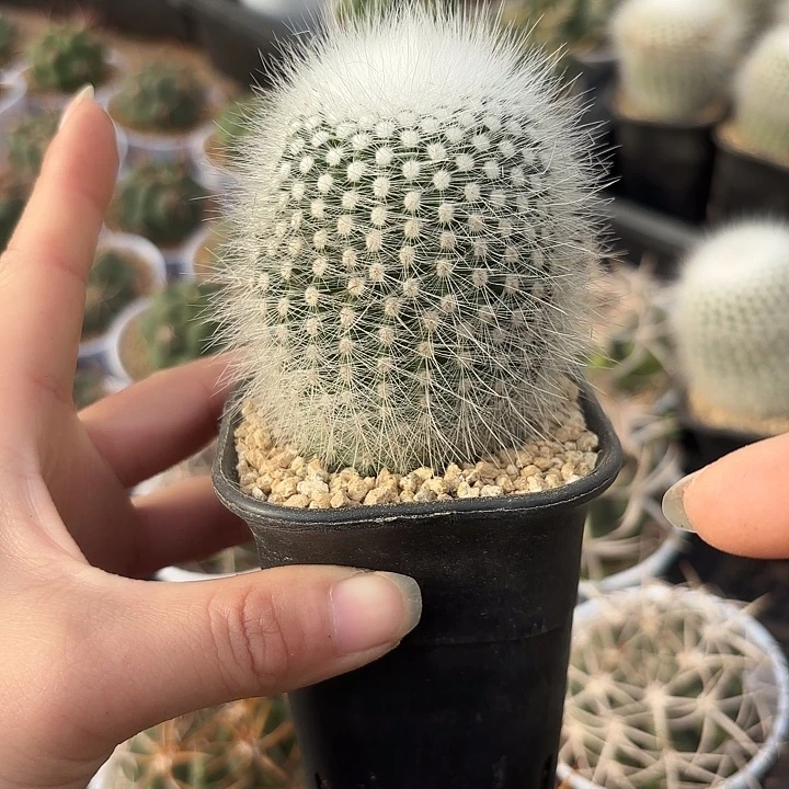 白小丁实生高脚杯随机一盆