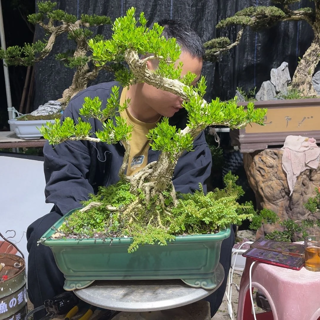 用***2当前无花朵，栽培后可花朵