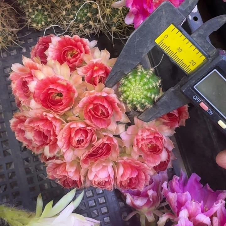 9丽花rw2无根侧牙2公分左右很小,20包邮