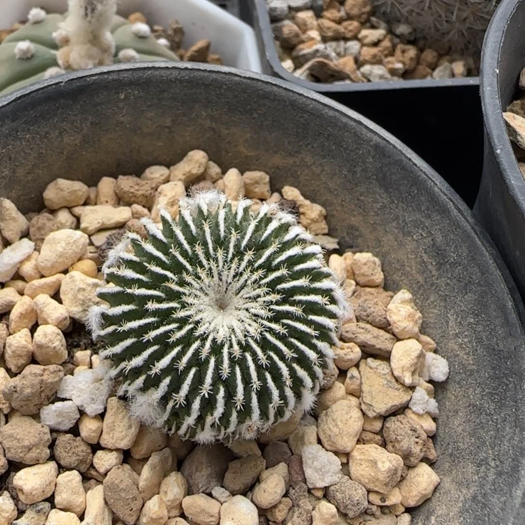 08实生刺缀精巧殿多肉2.7厘米