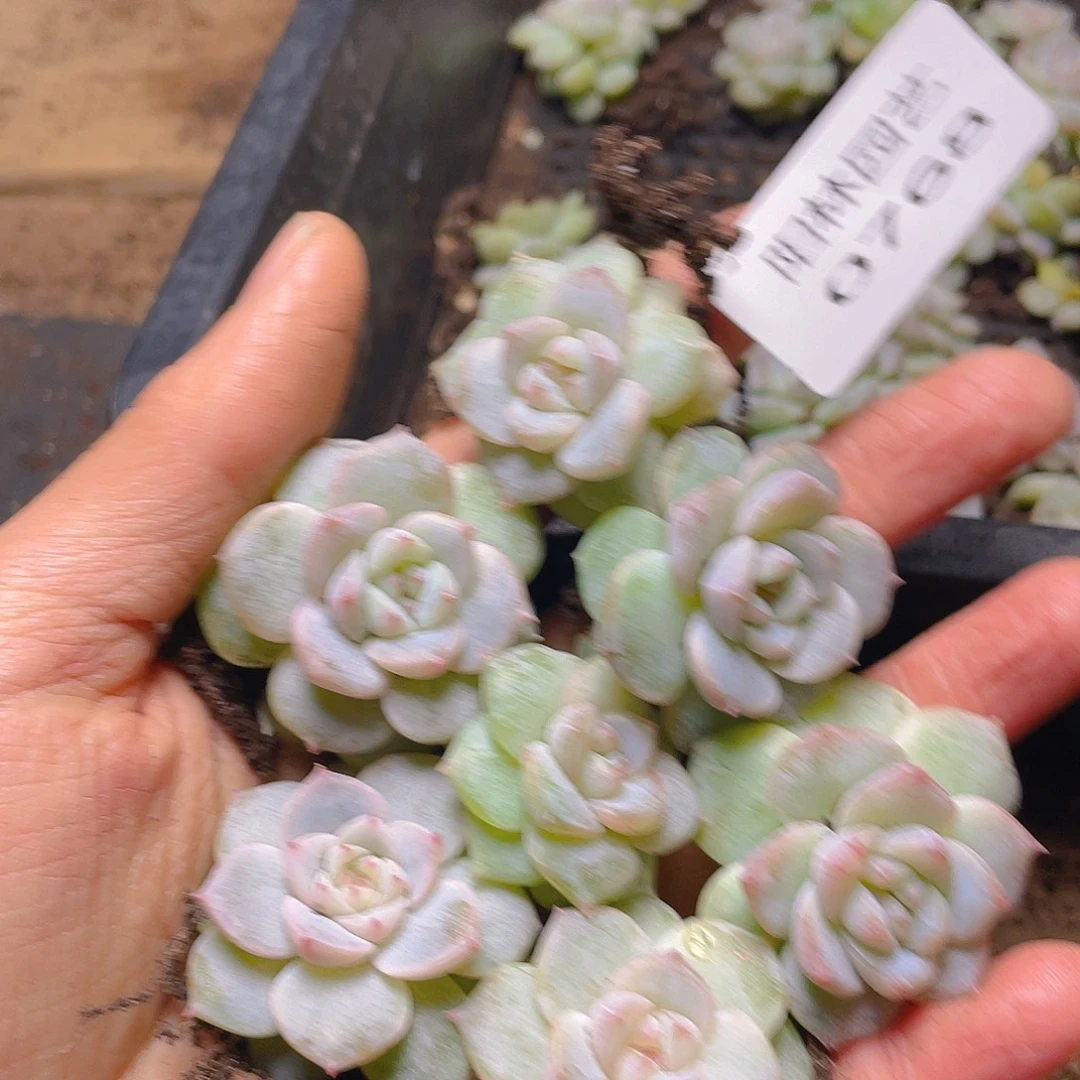 多肉植物多肉植物768
