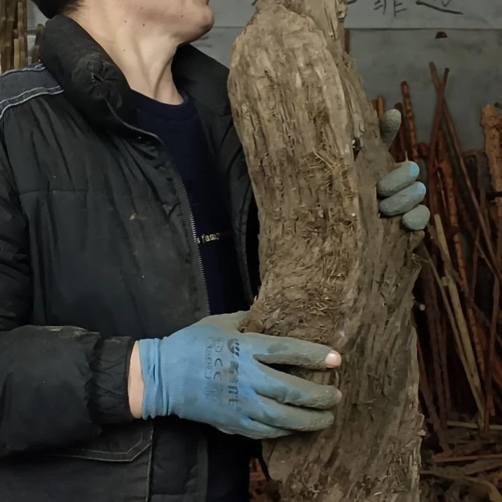 稳定木苏*蜜贵州檬子木   铁马鞭   根艺  半成品