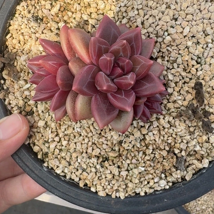 迷雾泡泡 3头  一物一拍