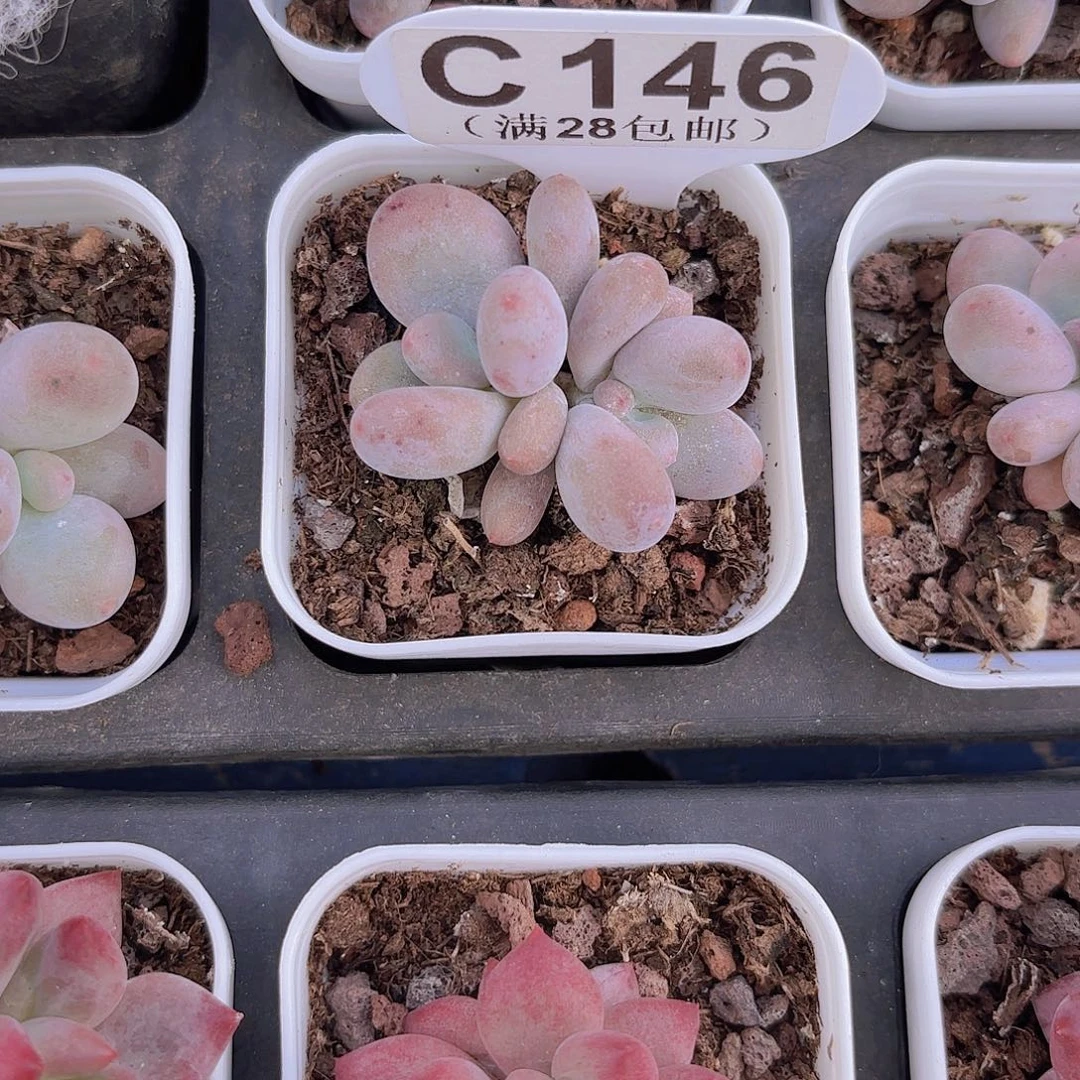 C146芭比奶一物一拍