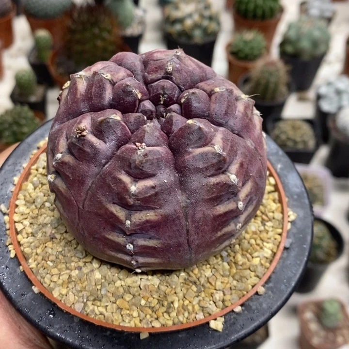 大号梦想特价福利包邮