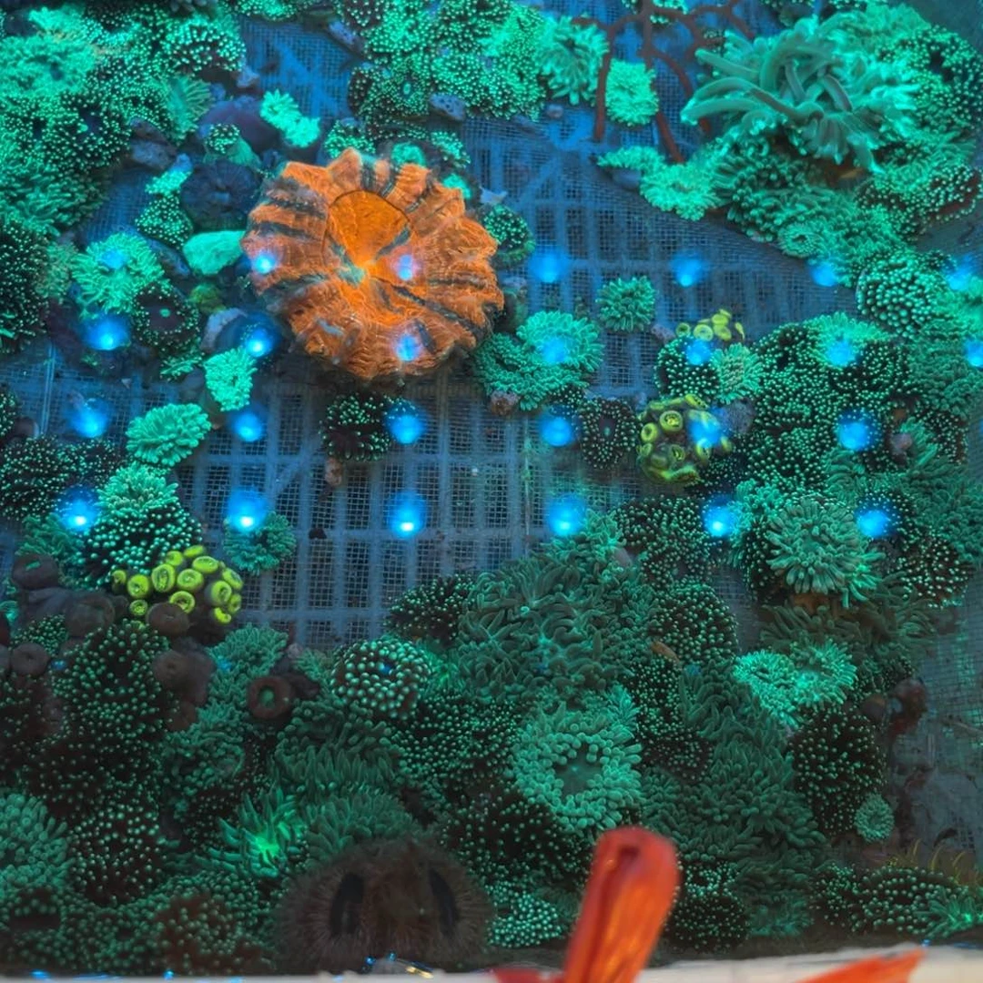 小***哥纽扣珊瑚地毯11111