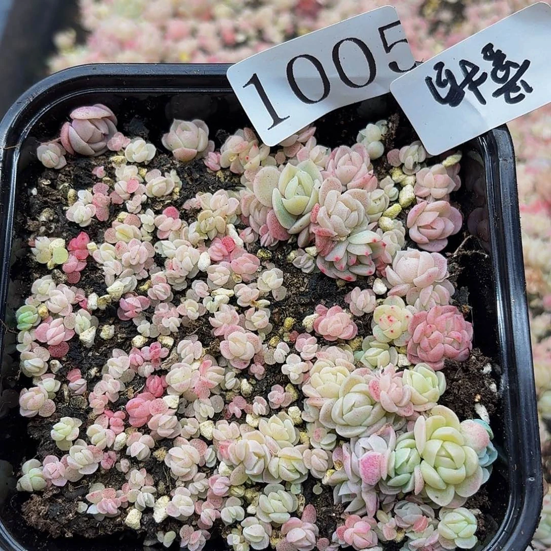多肉植物多肉植物1005量拍