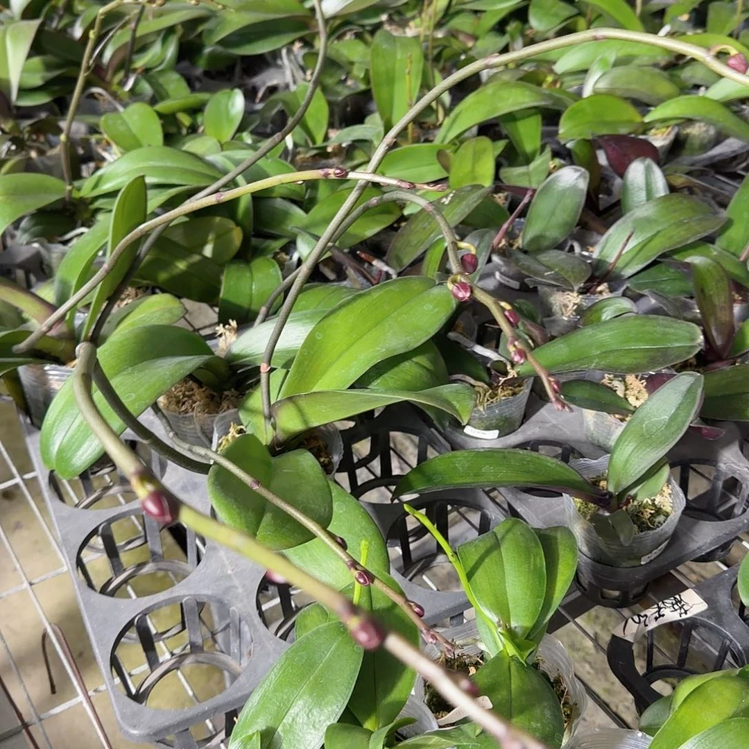 大***龙无花朵双梗粉冠军2颗