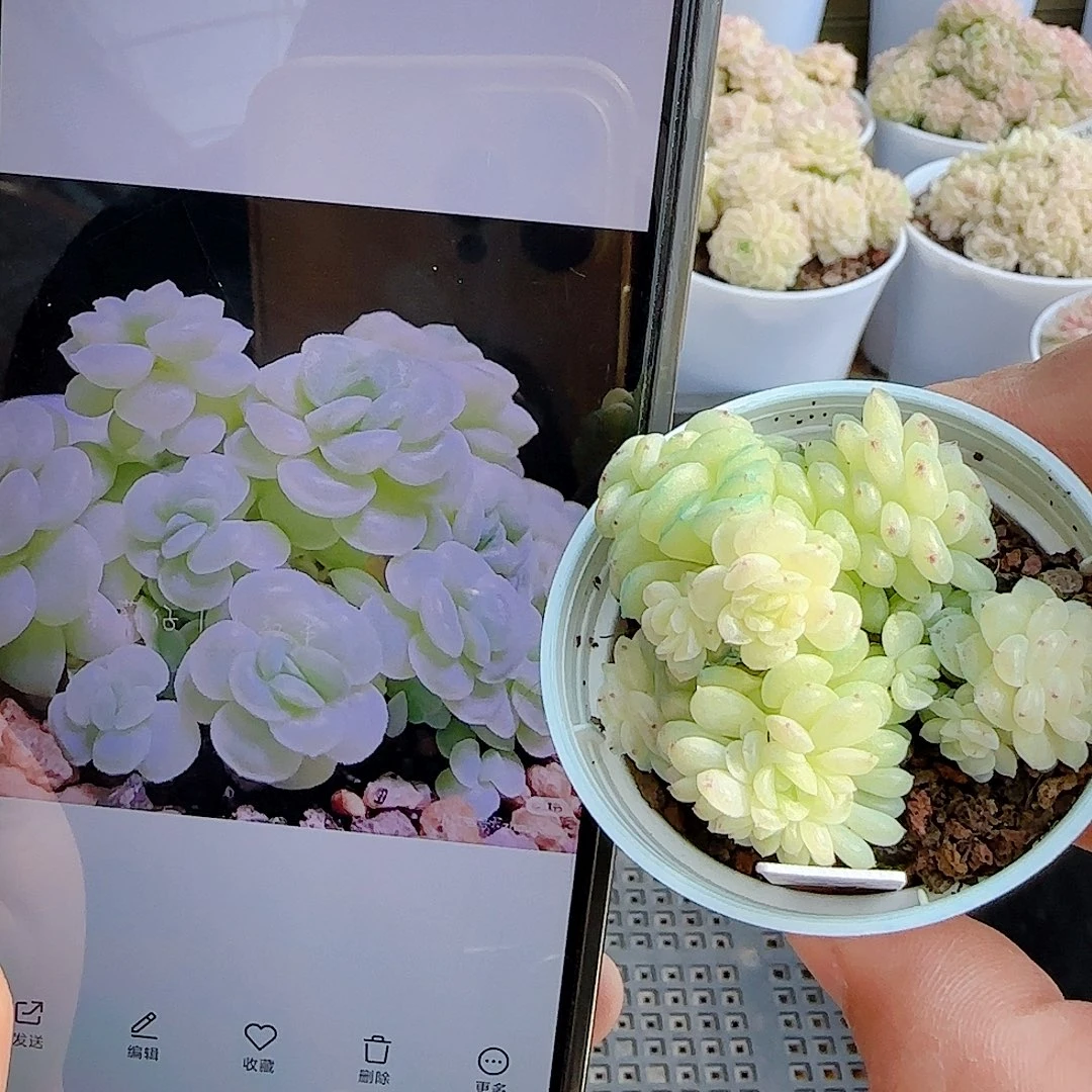 1222-56（棉花卷）优选