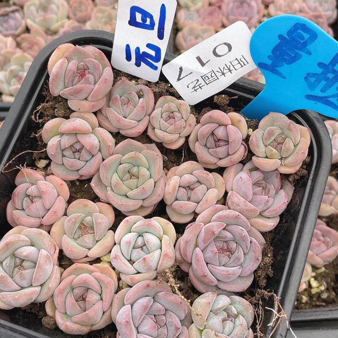 量拍多肉植物多肉植物17