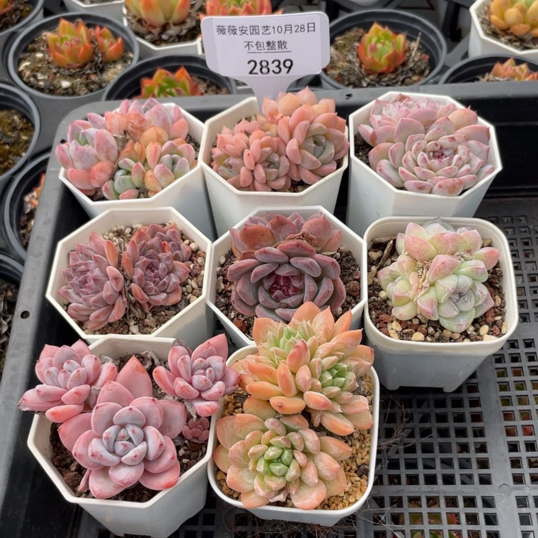 不包整散 盆子不售后2839