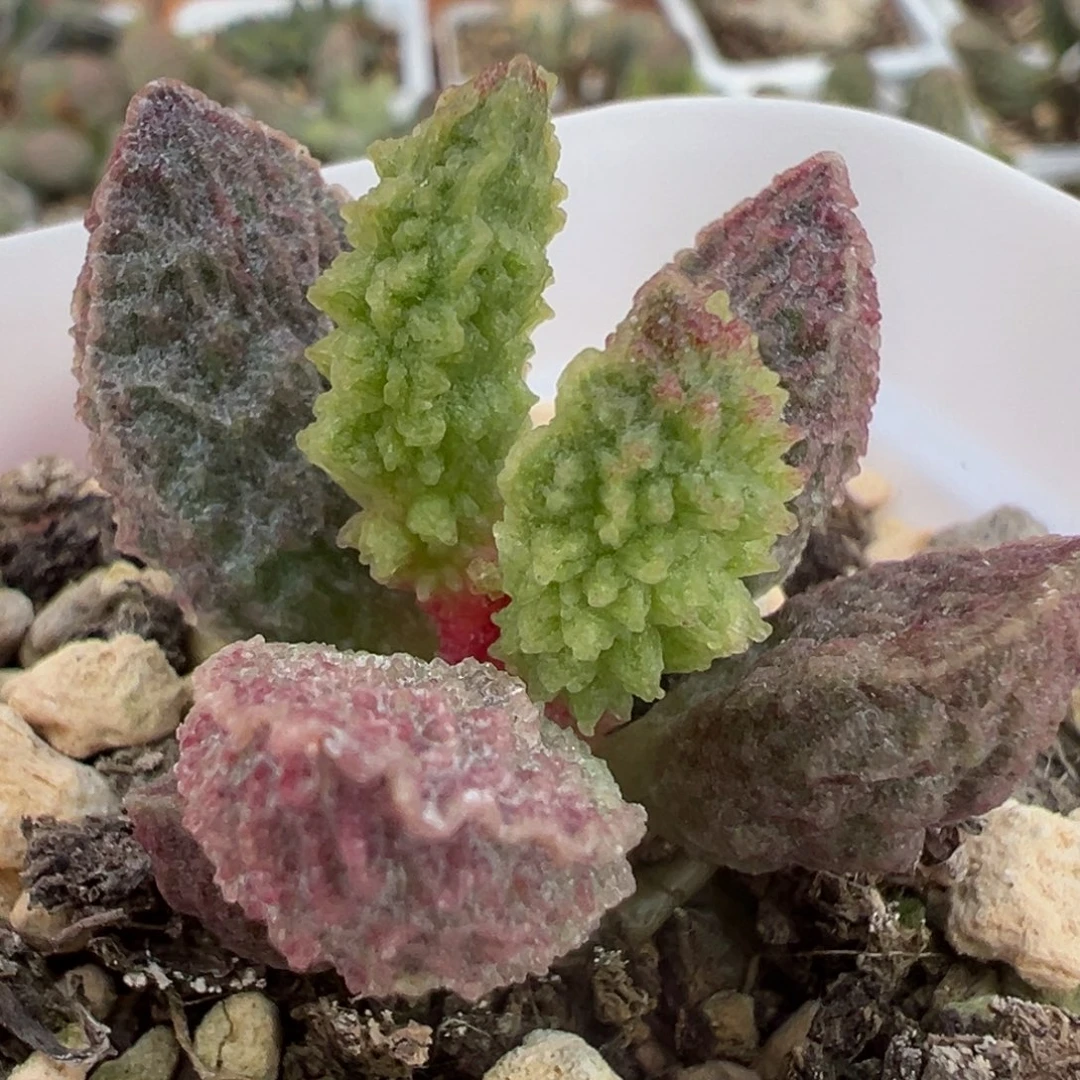 爆炸闪电纹实生新品多肉植物