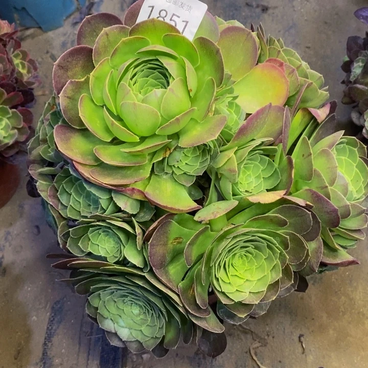 万圣夜多肉断头不包1851