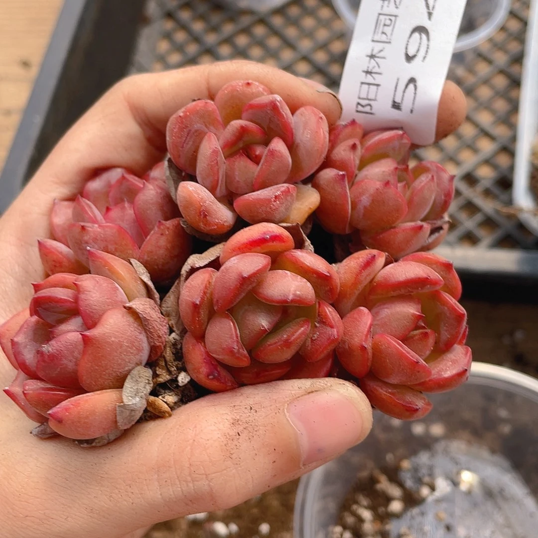 多肉植物多肉植物594