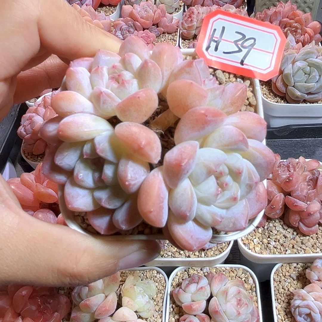 H39  新品珍妮满18包邮