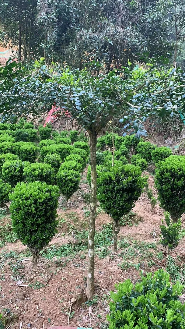 （小叶）小叶雀舌黄杨自家苗场，现挖现发