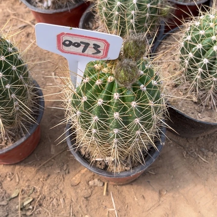 荣*0073。毛花柱3-9瑕疵有花苞