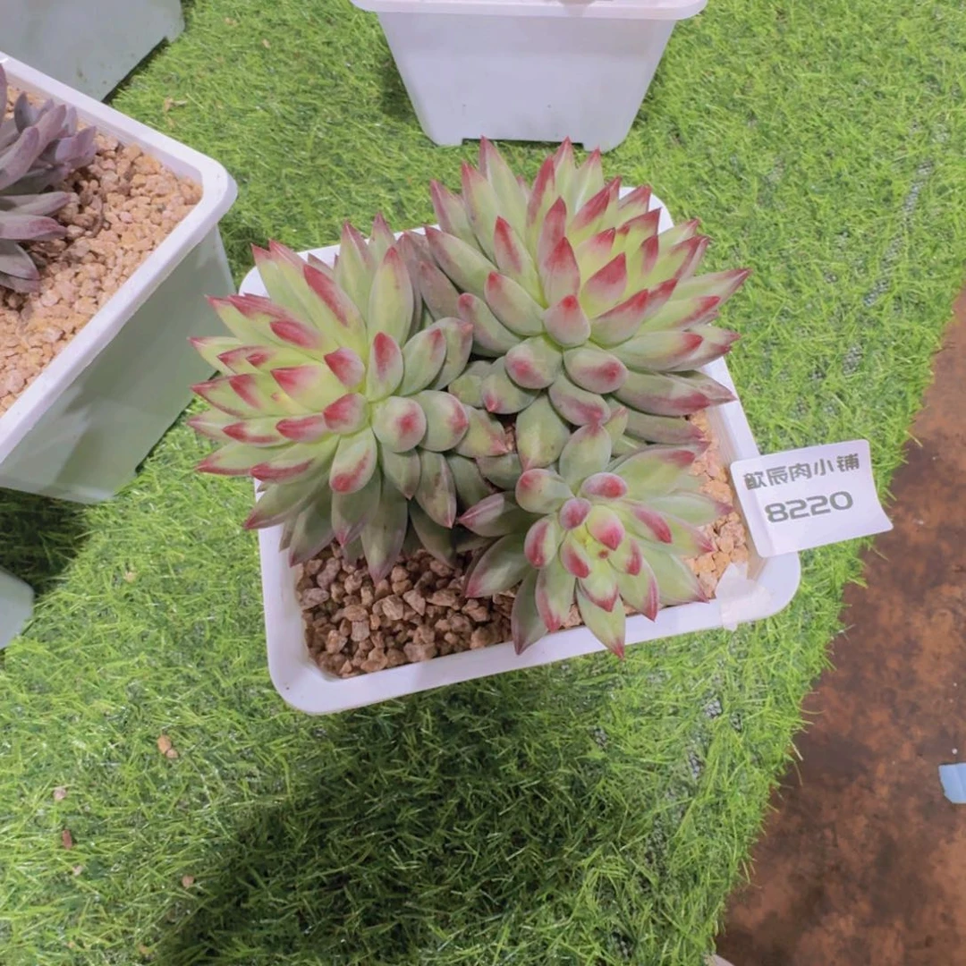多肉植物二代鱼8220