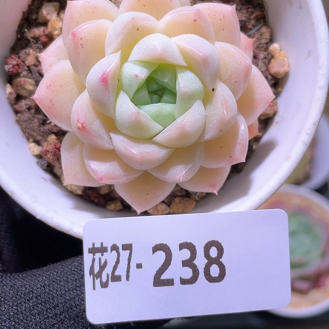 花利美27-238麦秆