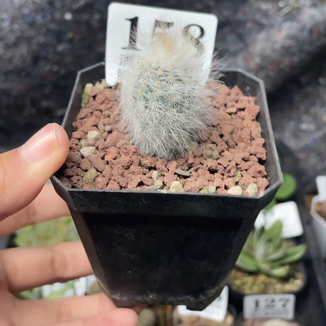 158白发虾（满18元包邮）