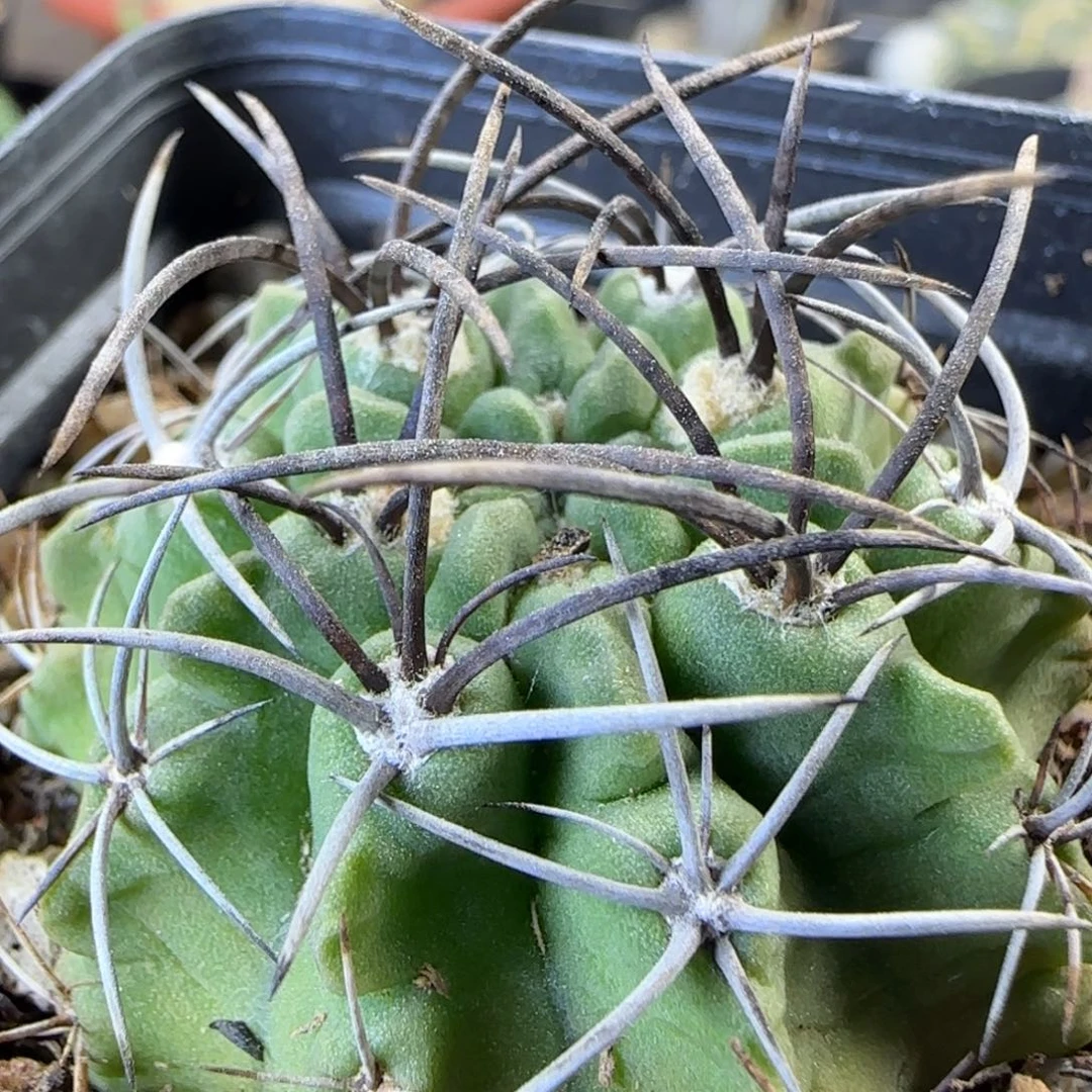 010实生欧系素妆玉多肉4.2厘米