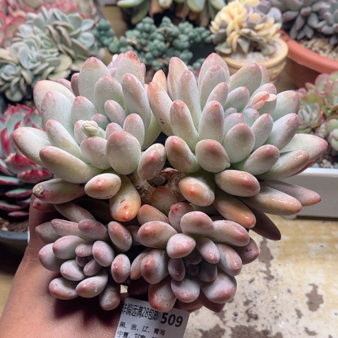 【闪购商品】509香水