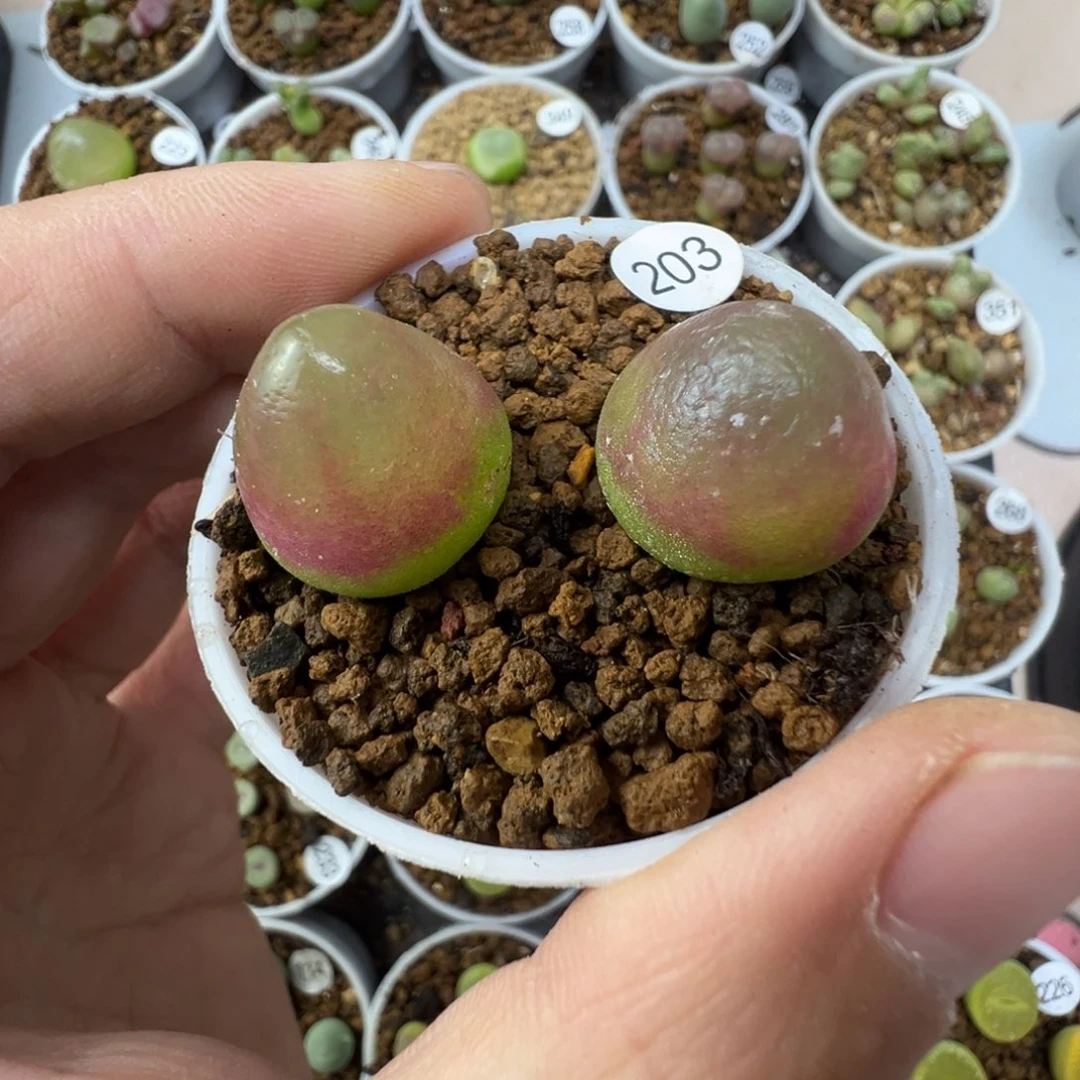 灯泡一颗脱土2030000