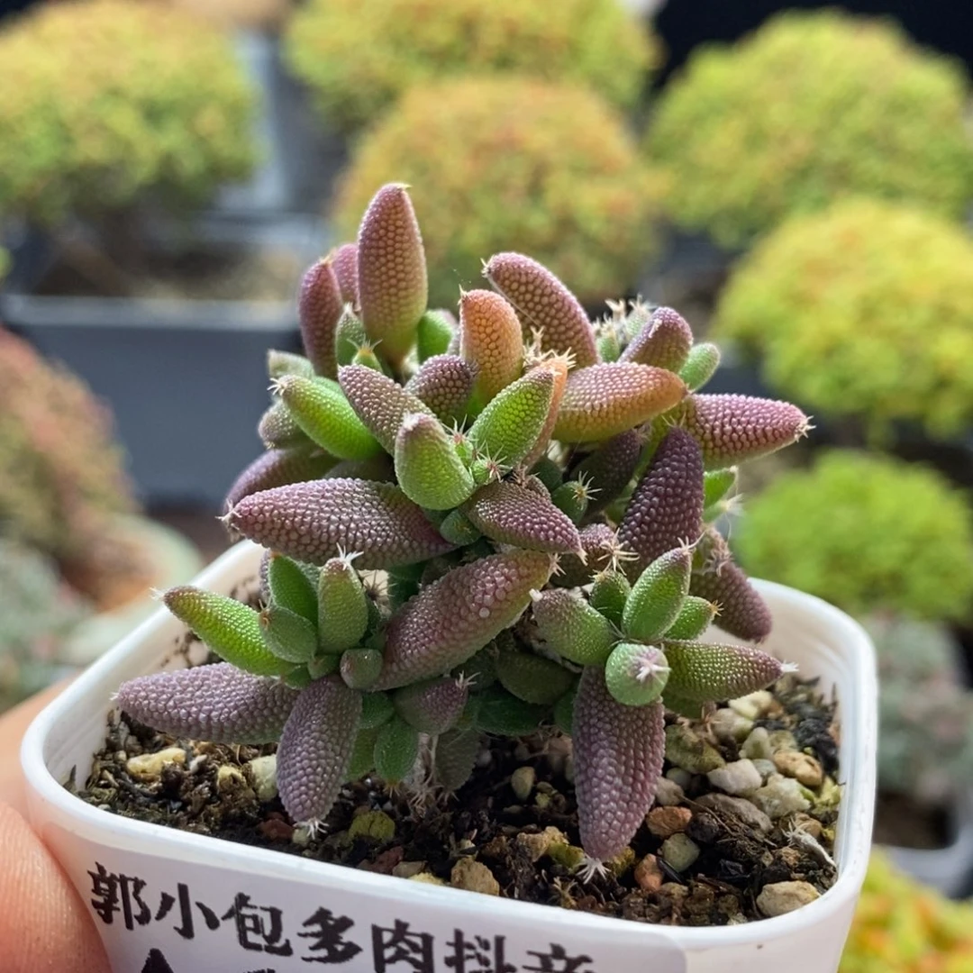 实生玉米1820枝干番杏