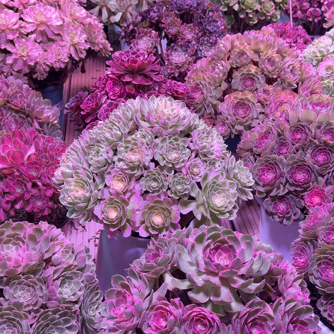 *****多肉植物法师福利1颗