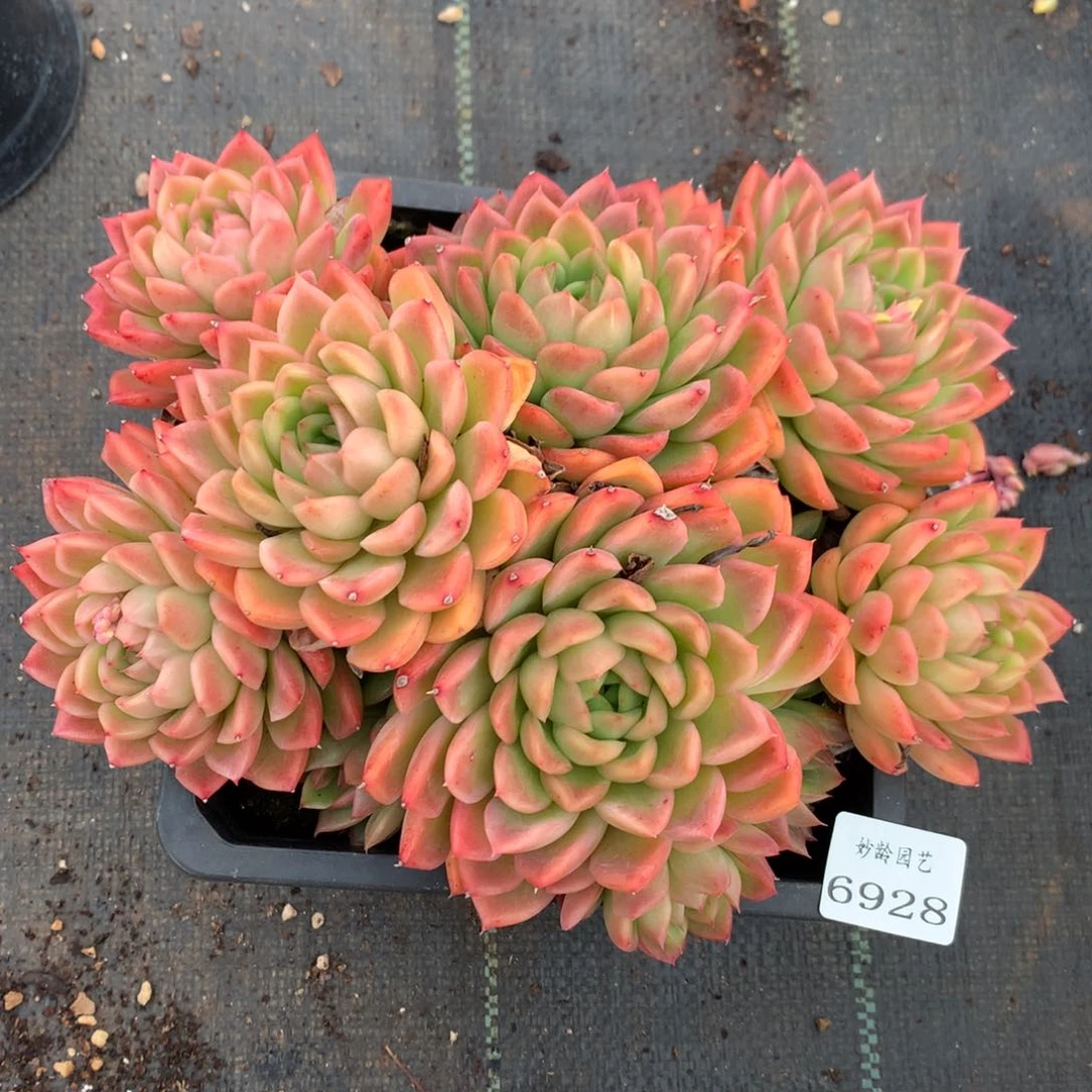 6928杂交多肉老桩