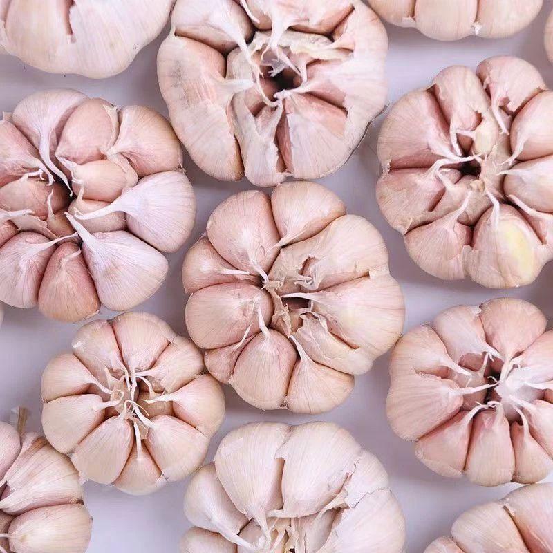 【助农专属】【带箱5斤】正宗紫白皮新干蒜辛辣味十足农家大蒜批发